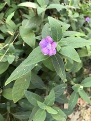 Ruellia squarrosa