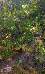 Searsia tomentosa