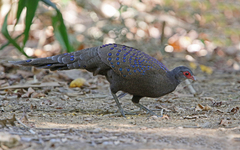 Polyplectron germaini