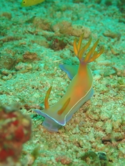 Hypselodoris bullockii
