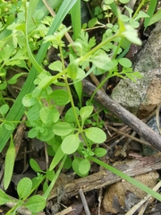 Galium spurium