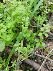 Galium spurium