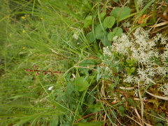 Stellaria altimontana