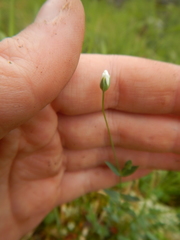 Stellaria altimontana