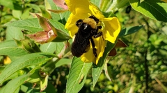 Bombus pensylvanicus image