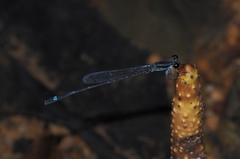 Mortonagrion arthuri