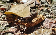 Chortophaga australior image