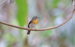 Cyornis sumatrensis