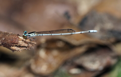 Mortonagrion martini