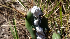 Dactylopius confusus