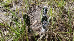 Dactylopius confusus