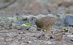 Tropicoperdix chloropus