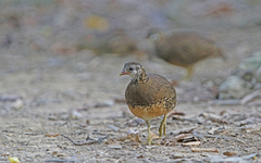 Tropicoperdix chloropus