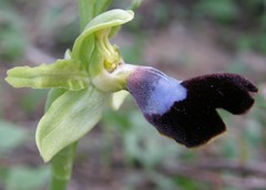 Ophrys atlantica image