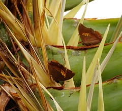 Charaxes bernardus
