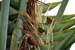 Charaxes bernardus