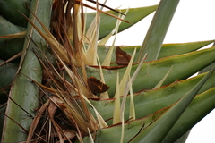 Charaxes bernardus