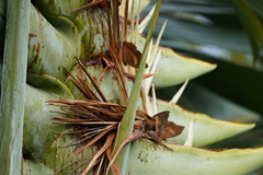 Charaxes bernardus