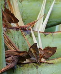 Charaxes bernardus