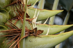 Charaxes bernardus