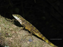 Pseudocalotes tympanistriga