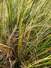 Chionochloa rigida rigida