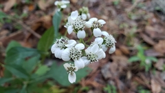 Verbesina virginica image