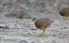 Tropicoperdix chloropus