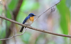 Cyornis sumatrensis