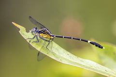 Austrogomphus prasinus