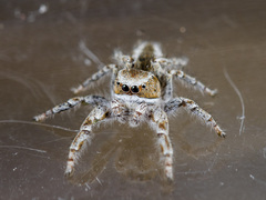 Pseudomogrus vittatus