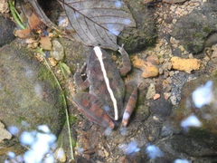 Limnonectes macrodon