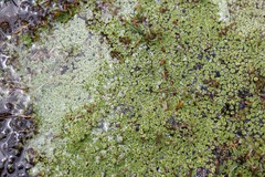 Pterygopappus lawrencei