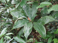 Amischotolype hispida