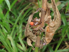Amischotolype hispida