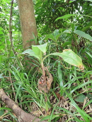 Amischotolype hispida