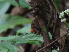 Amischotolype hispida