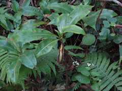 Amischotolype hispida