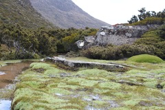 Pterygopappus lawrencei