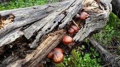Gymnopilus thiersii