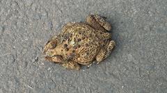 Duttaphrynus melanostictus