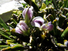 Carmichaelia astonii