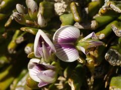 Carmichaelia astonii