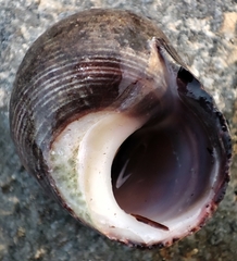 Littorina littorea