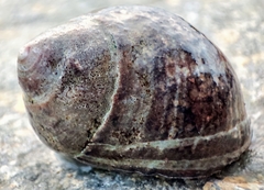 Littorina littorea