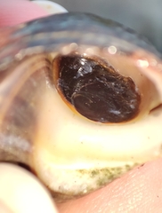Littorina littorea