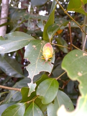 Agapophyta bipunctata