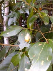 Agapophyta bipunctata