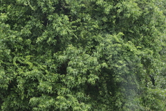 Liquidambar styraciflua