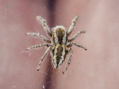 Pseudomogrus vittatus